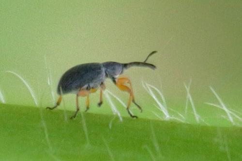 Rhopalapion longirostre